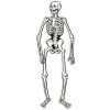 Vendor-unknown Decorations & Gifts Jointed Skeleton