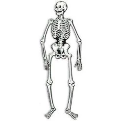 Vendor-unknown Decorations & Gifts Jointed Skeleton