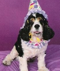 Fun World Newest Products Small Pet Costume - Clown