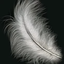 Zucker Feather Products Loose Feathers Feather Boas