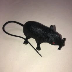 Theatre House Rat
